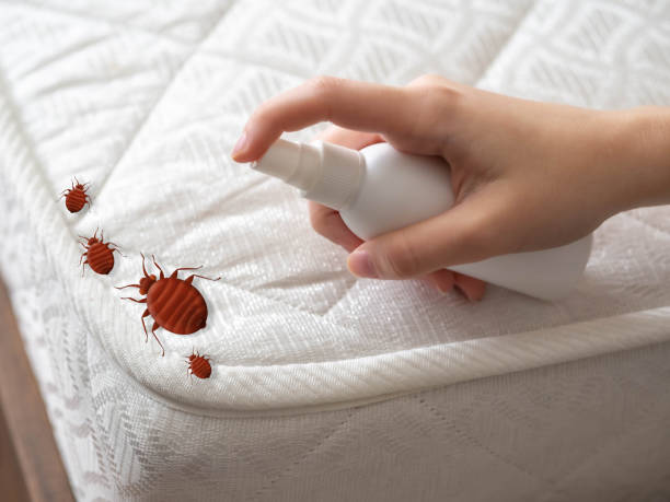 Best Flea Control Services  in Ketchikan, AK